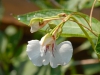 impatiens-tinctoria