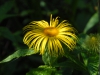 Inula hookeri
