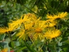 Inula magnifica