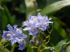 Iris confusa