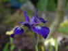 Iris sibirica 'Victorias Secret'