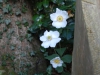 Japanese Anemone