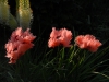 Papaver orientale 'Forcett Summer'