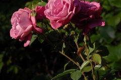 Roses