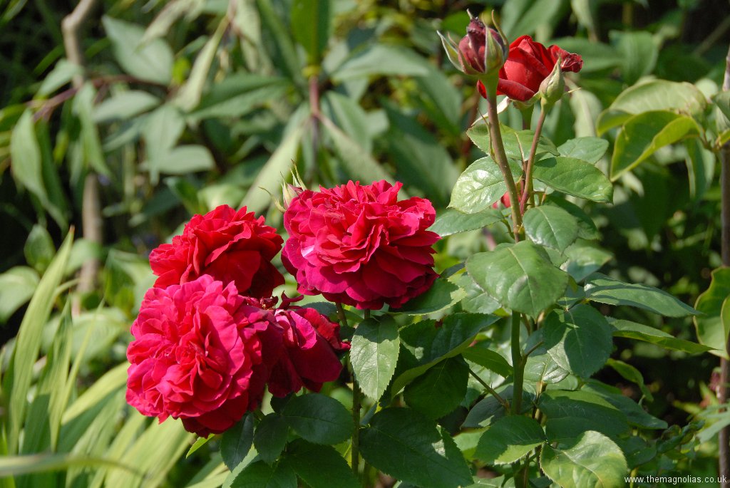Rosa 'Parfum de Cardinal'