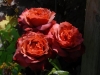 Rosa 'Hot Chocolate'
