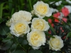 Rosa cv.