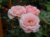 Rosa 'Abraham Derby'