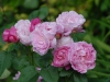 Rosa 'Mary Rose'