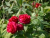 Rosa 'Parfum de Cardinal'