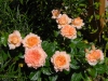 Rosa cv.