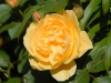 Rosa 'Graham Thomas'