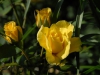 Rosa 'Korresia'