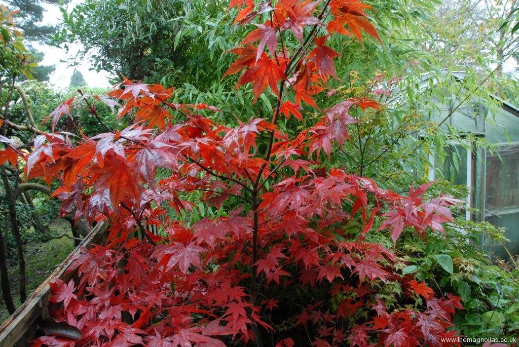 Acer palmatum 'Okagami' autumn colour