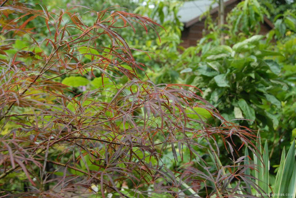 Acer palmatum 'Crippsii'