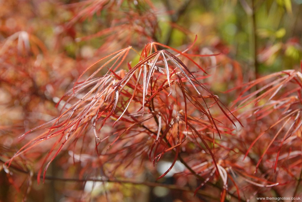 Acer palmatum 'Cripsii' - spring foliage