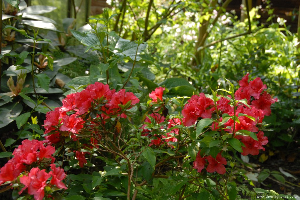 Rhododendron (evergreen Azalea) \'Mothers Day\'