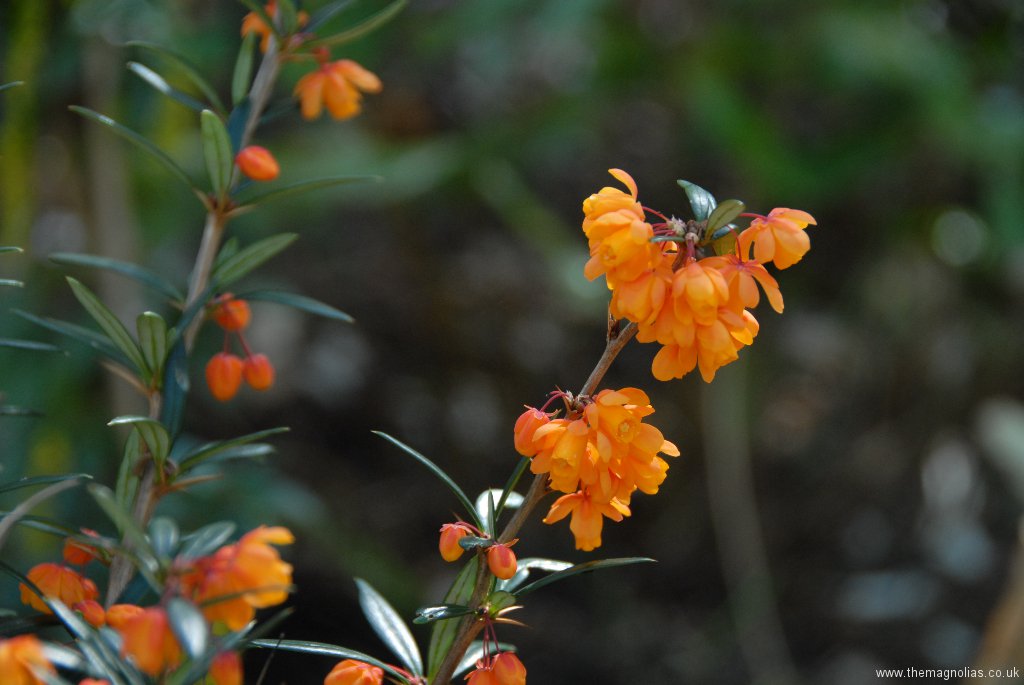 Berberis linaerifolium \'Orange King\'