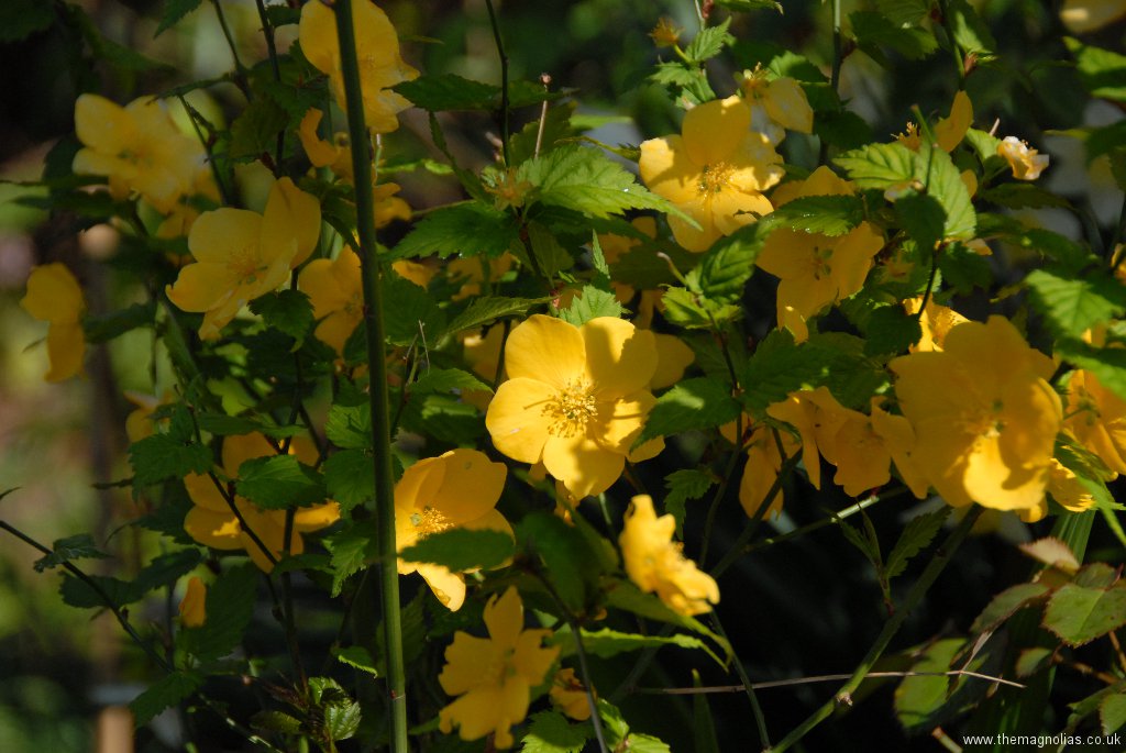 Kerria -japonica \'Golden Guinea\'