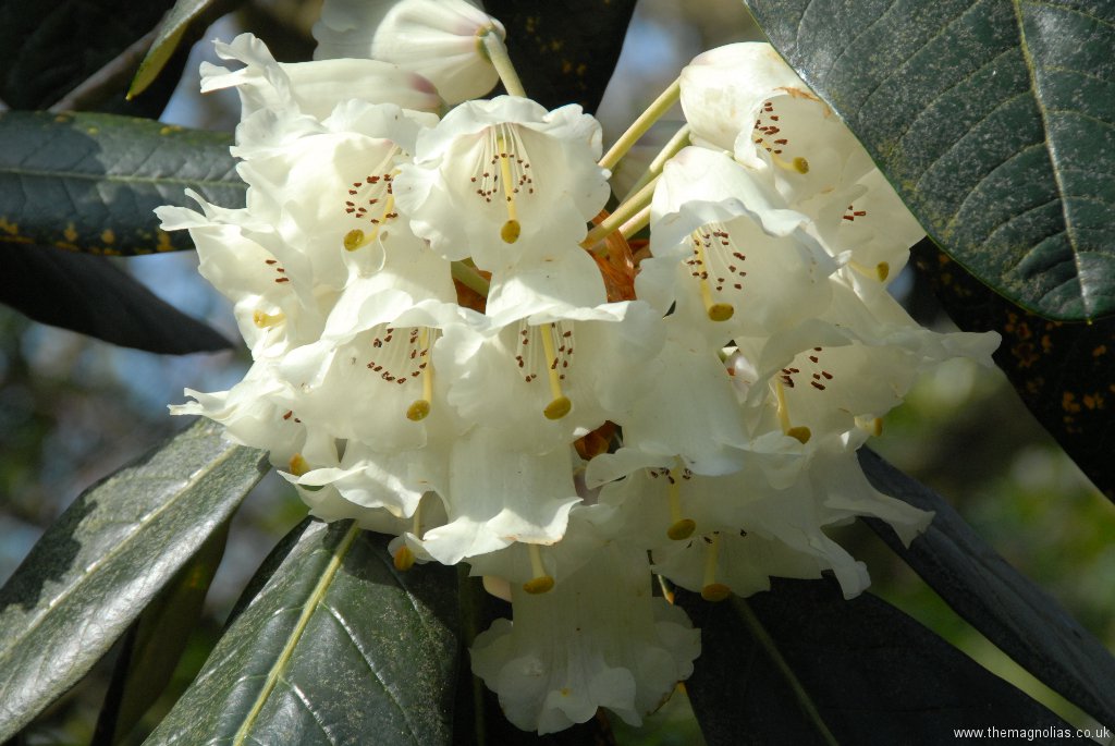 Rhododendron macabeanum truss