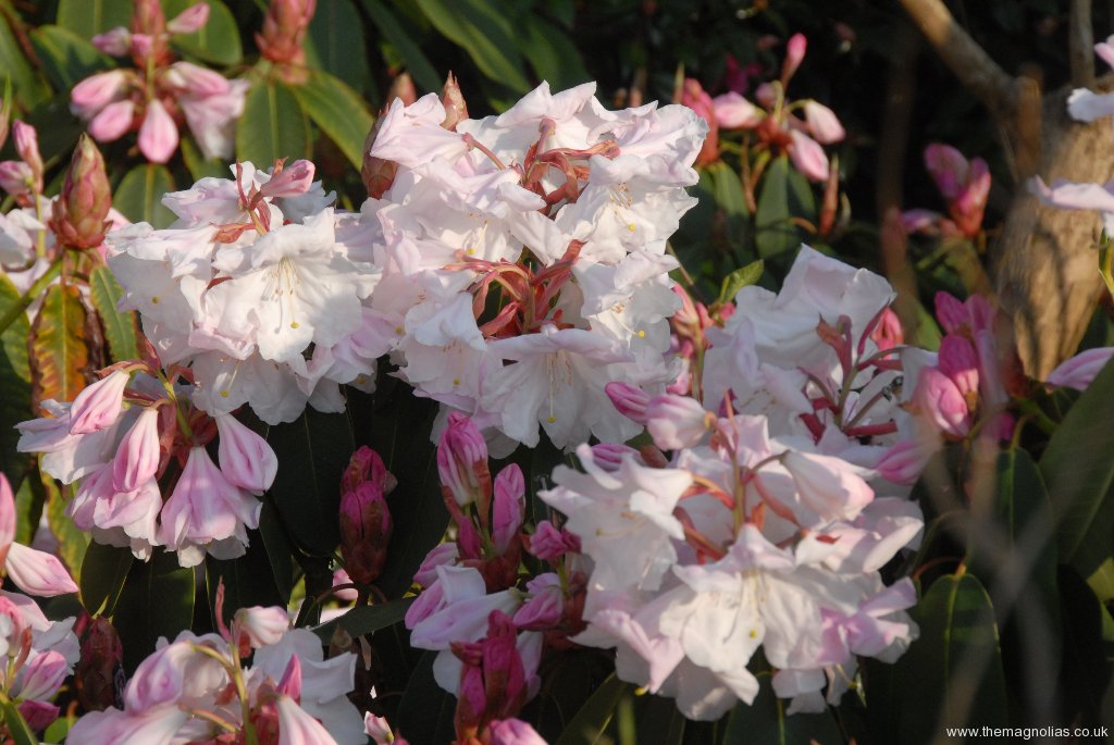 Rhododendron Loderi Group \'Fairyland\'