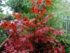 Acer palmatum 'Okagami' autumn colour