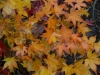 Acer palmatum 'Satsuka Beni' autumn colour