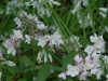 Deutzia kalmiaflora with Alium triquetum