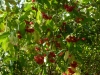 Euonymus europaeus 'Red Cascade'