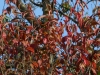 Euonymus europaeus