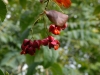 Euonymus yedoensis