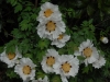 Paeonia rockii 2014