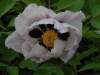 Paeonia rockii with pink flush