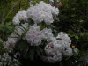 Rhododendron x loderi cv.