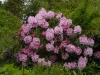 Rhododendron 'Pink Pearl'