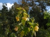 Abutilon 'Canary Bird'