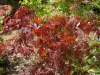 Acer palmatum 'Atropurpureum'