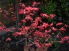 Acer palmatum 'Bene Maiko'