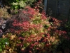 Acer palmatum 'Bene Maiko'