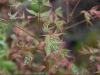 Acer palmatum 'Beni Schichihenge'