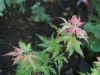 Acer palmatum 'Coral Pink'