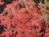 Acer palmatum 'Coral Pink' autumn colour