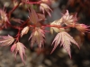 Acer palmatum 'Coral Pink - spring