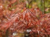 Acer palmatum 'Cripsii' - spring foliage