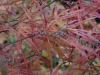 Acer palmatum 'Cripsii' autumn colour
