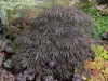Acer palmatum 'Dissectum Inaba Shidare'