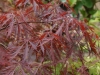Acer palmatum 'Dissectum Nigrum'