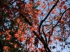 Acer palmatum heptalobum  'Elegans Purpureum'