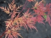 Acer-palmatum 'Emerald Lace' autumn colour