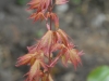 Acer palmatum 'Green Glory' - spring foliage